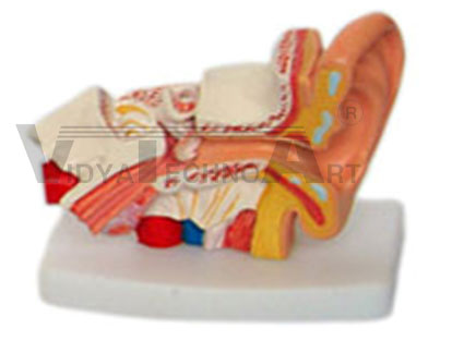 Desktop Ear Model Pharmaceutical and Anatomical Model Gifts